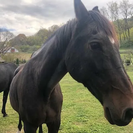 Дом отдыха Elizabeth Benczurfalva Szecseny